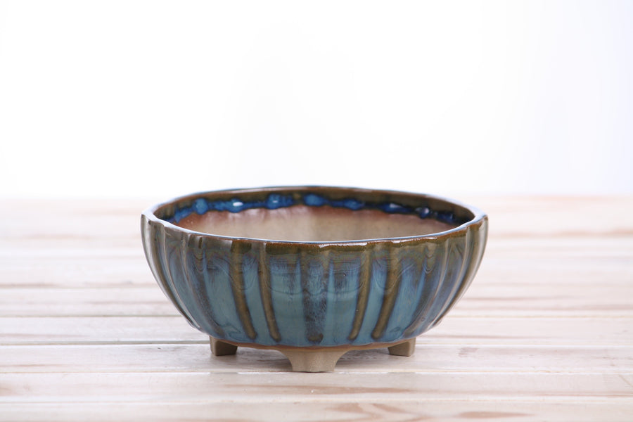 6-Inch Lily Bonsai Pot - Peacock 2025