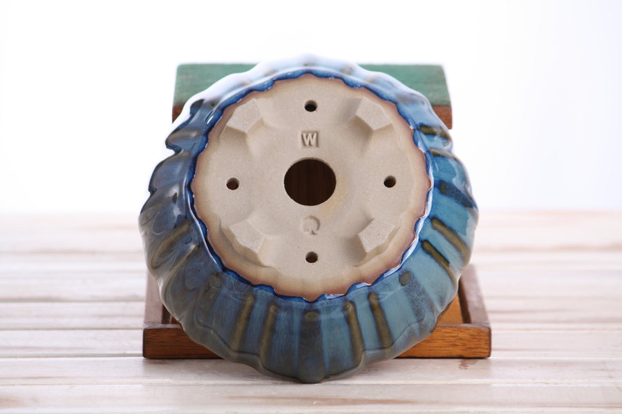 6-Inch Lily Bonsai Pot - Peacock 2025