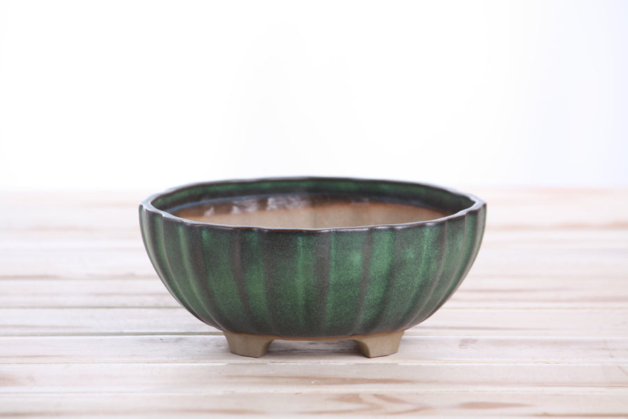 6-Inch Lily Bonsai Pot - Avocado