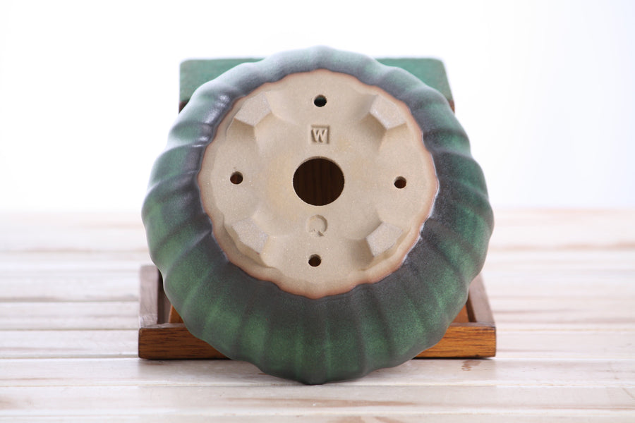 6-Inch Lily Bonsai Pot - Avocado