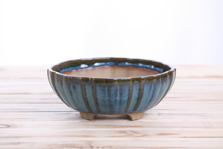 7-Inch Lily Bonsai Pot - Peacock 2025