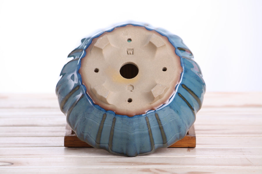 7-Inch Lily Bonsai Pot - Peacock 2025
