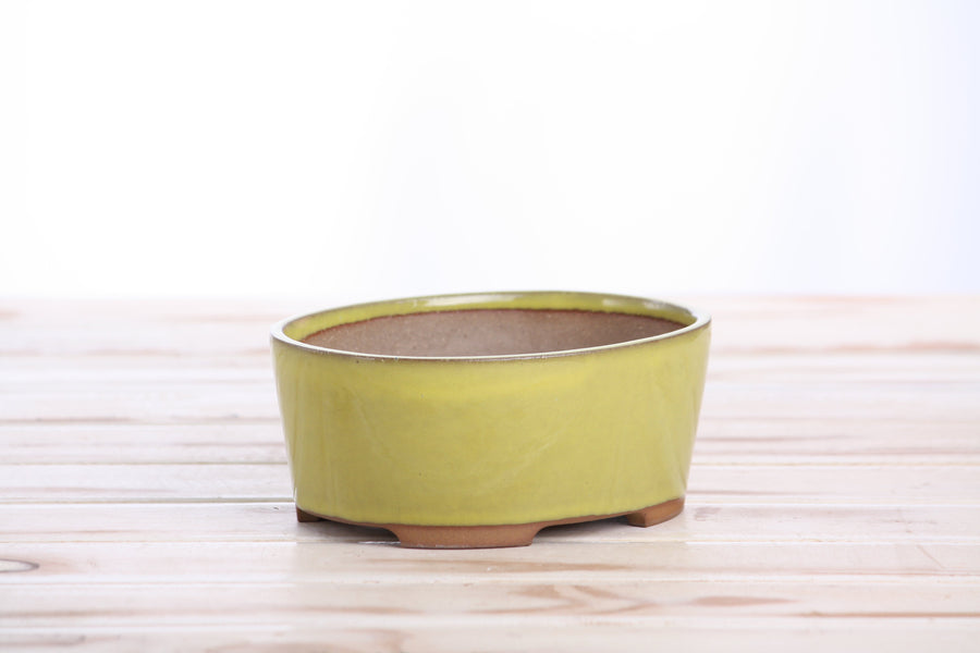 6-Inch Oval A Bonsai Pot - Yellow