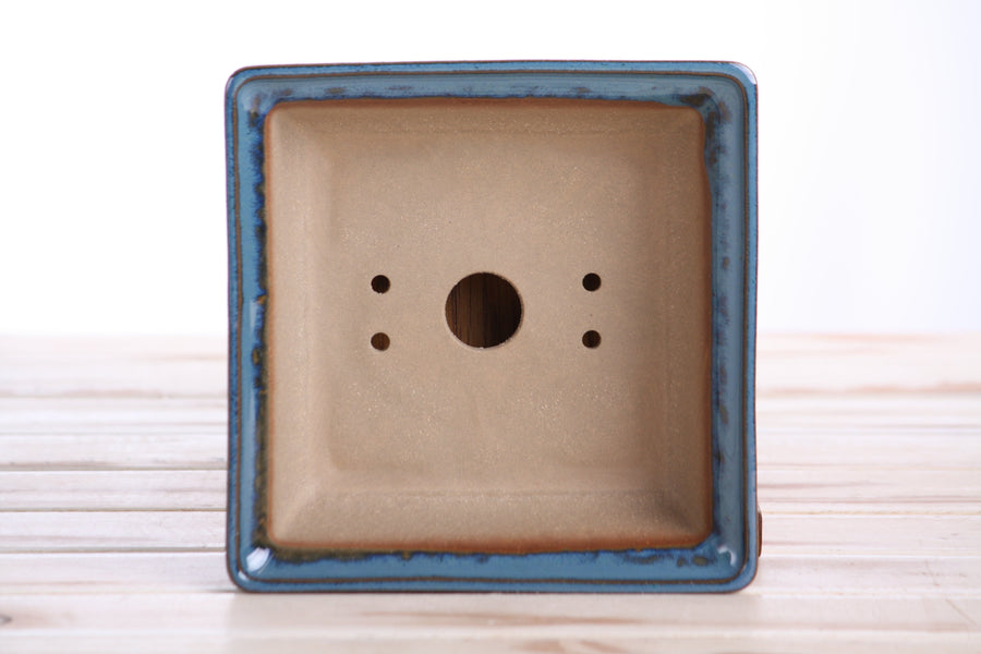 6-Inch Square Bonsai Pot - Peacock 2025