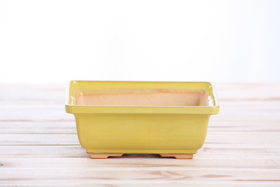 6-Inch Square Bonsai Pot - Yellow