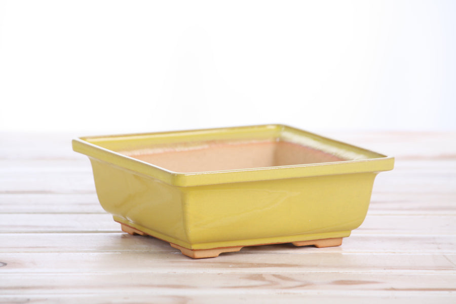 6-Inch Square Bonsai Pot - Yellow