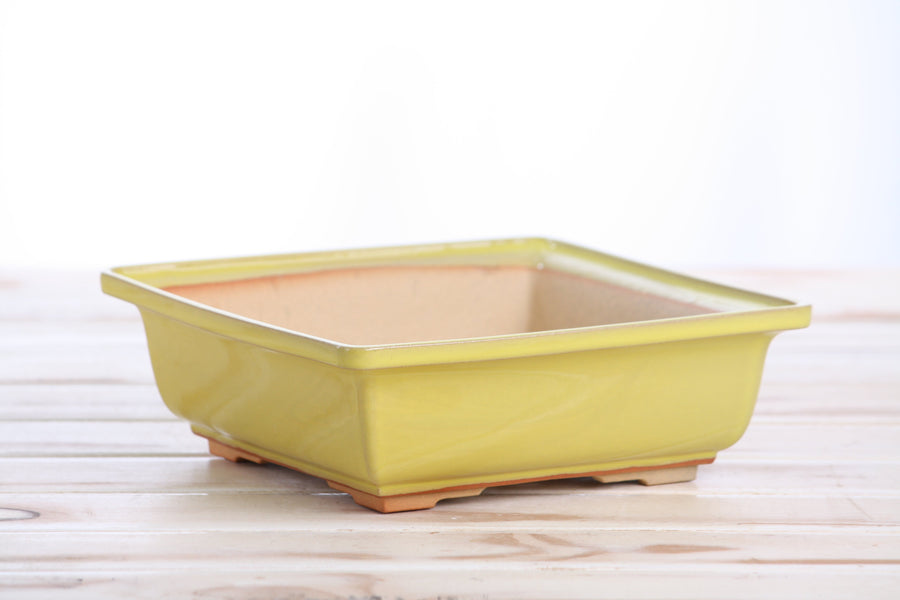 7-Inch Square Bonsai Pot - Yellow