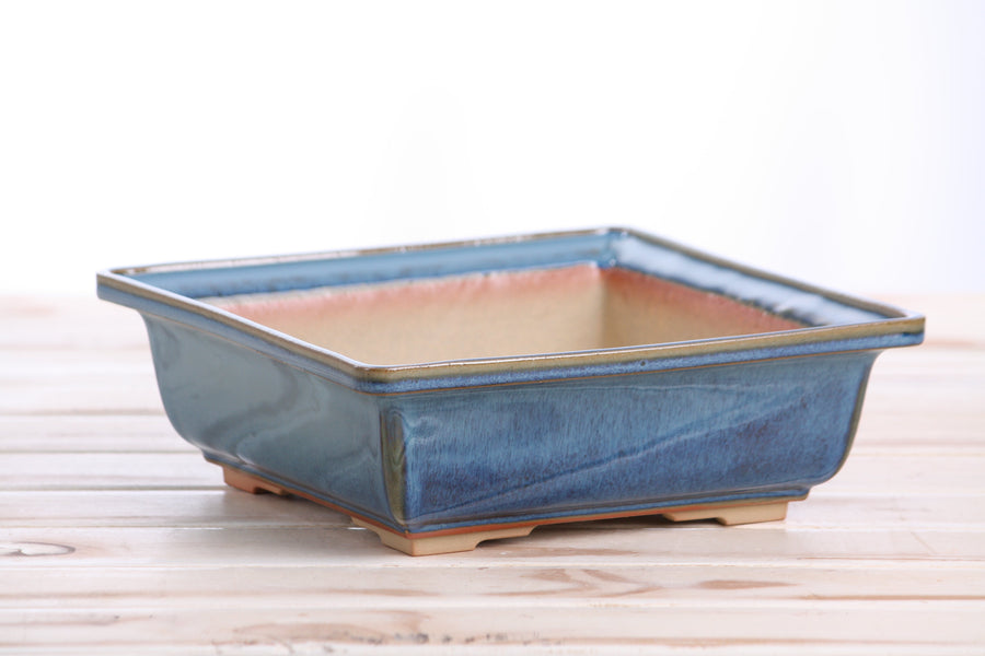 8-Inch Square Bonsai Pot - Peacock 2025