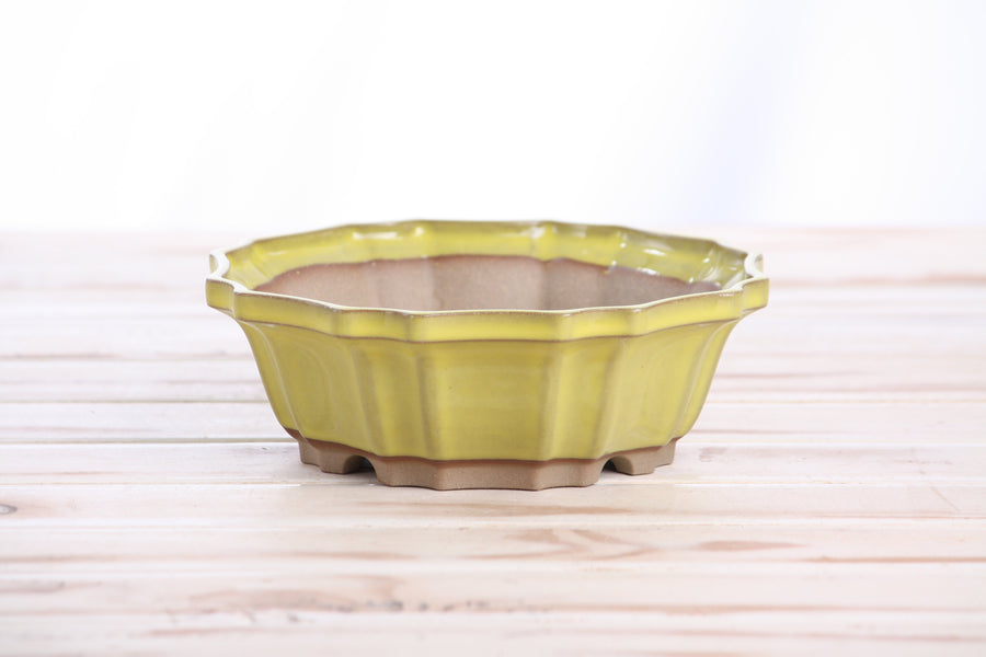 6.5-Inch Flower Bonsai Pot - Yellow