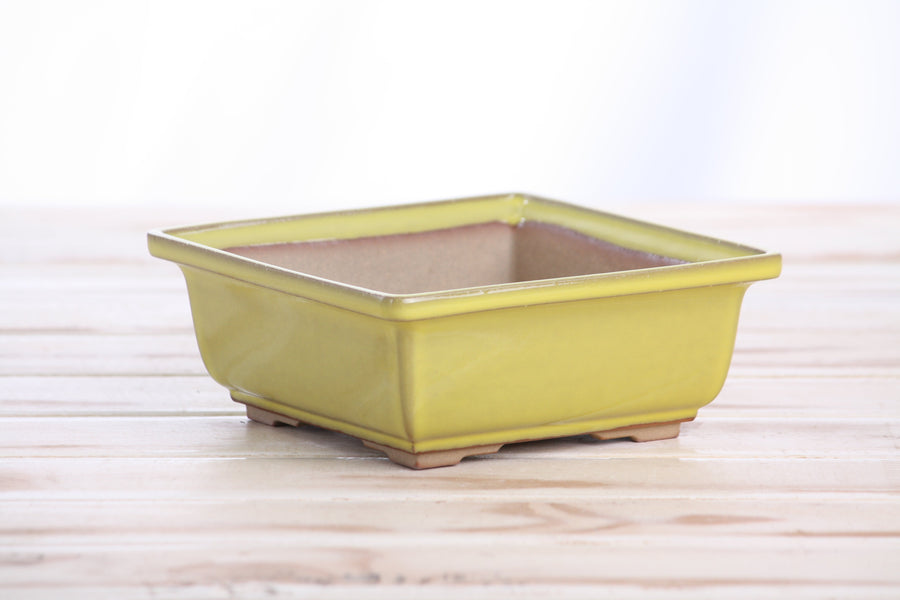 5.5-Inch Square Bonsai Pot - Yellow