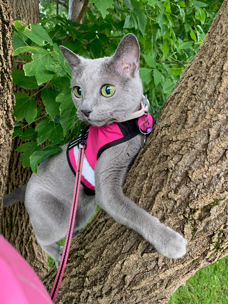 Kitty Holster Cat Harness (Made in USA Reflective Safety Harness)