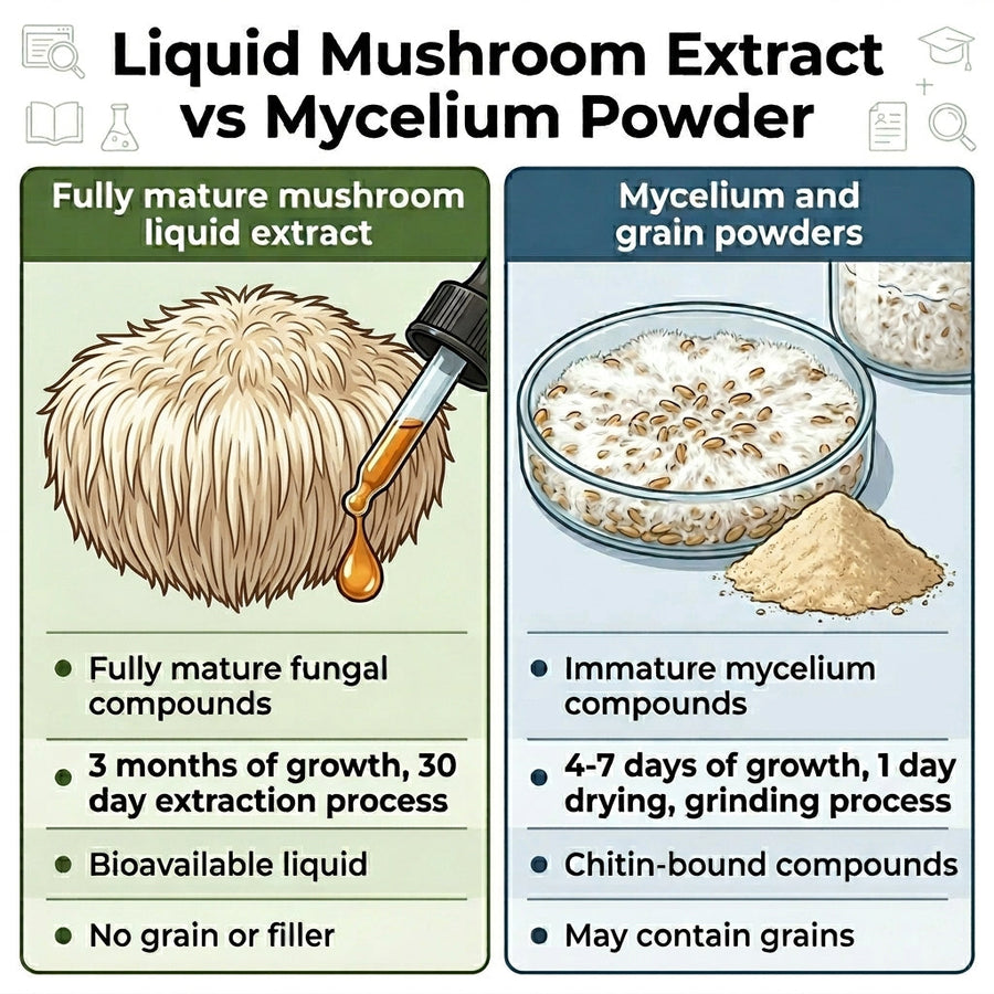 Lion's Mane Mushroom Dual Extract