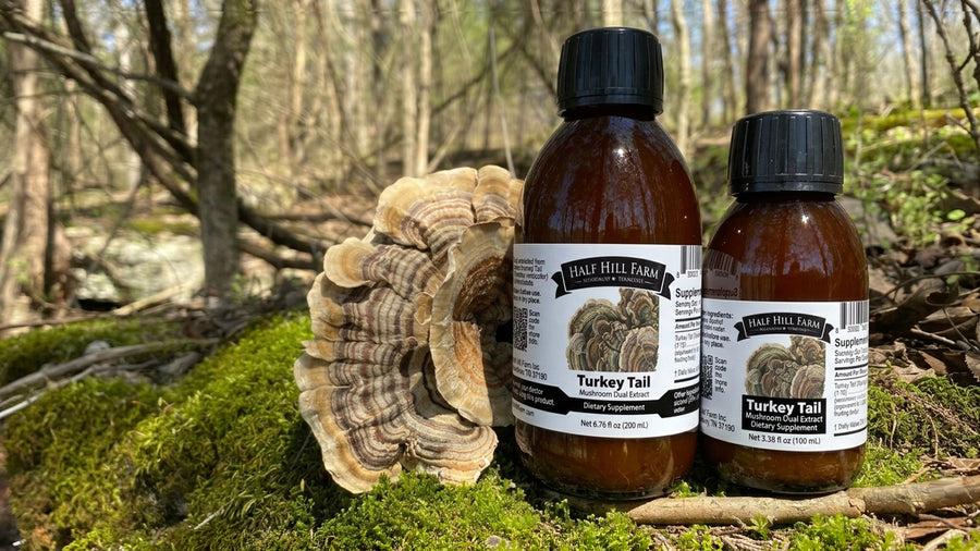 Turkey Tail Mushroom Dual Extract