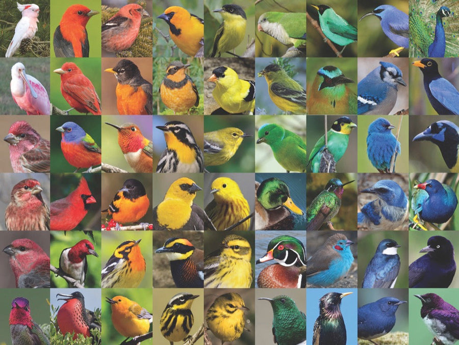 Illustrated Rainbow of Birds puzzle design