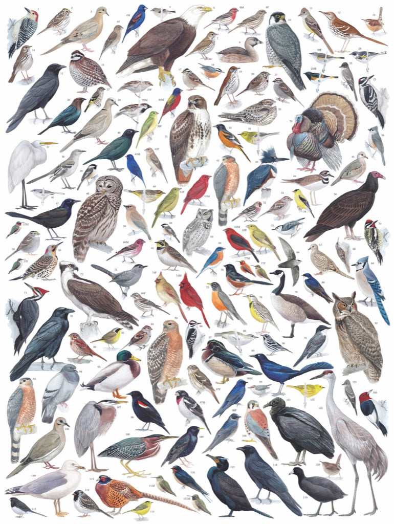 Illustrated Birds of Eastern/Central North America puzzle design