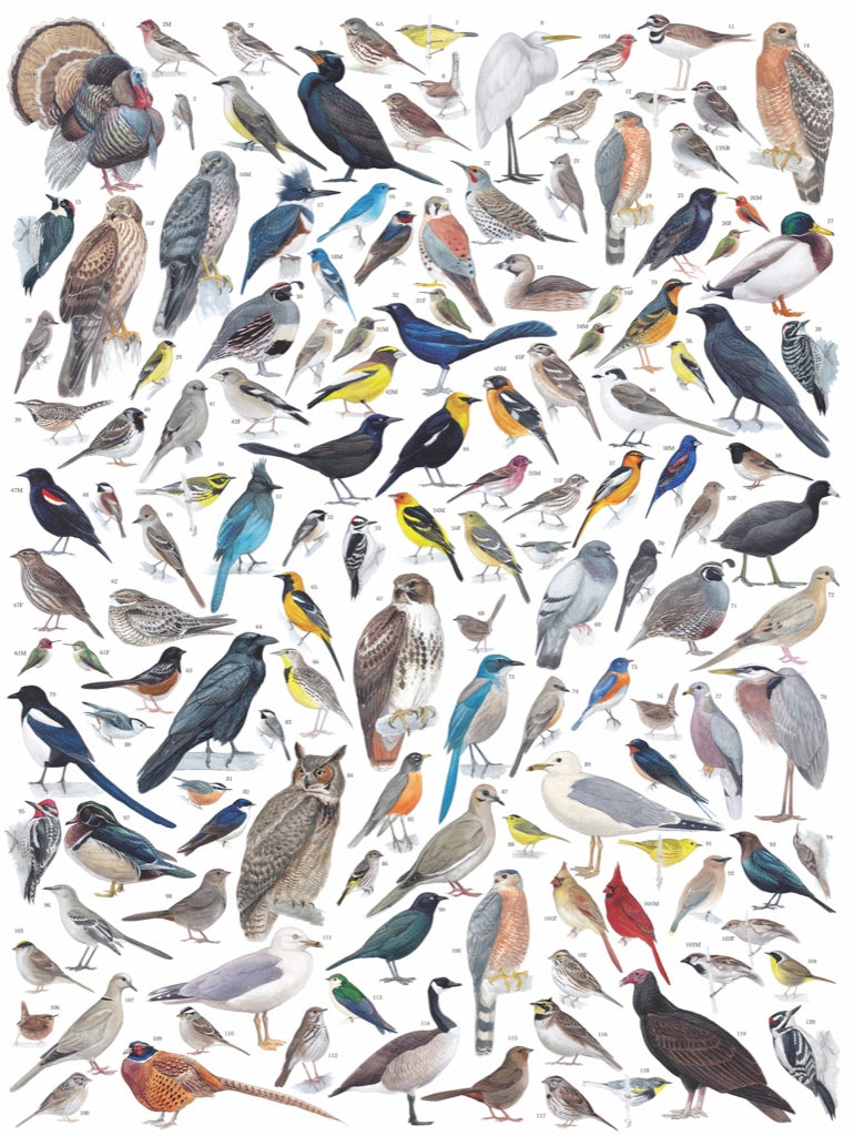 Illustrated Birds of Western North America puzzle design