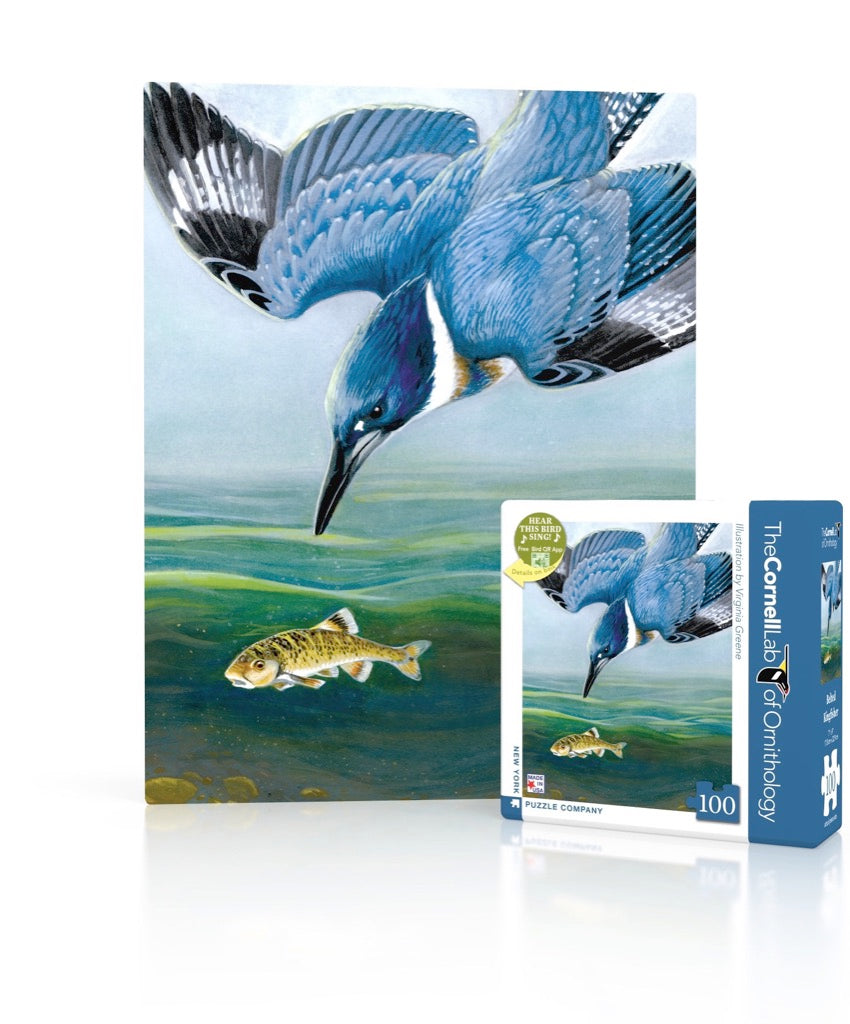 Belted Kingfisher Mini puzzle box and illustrated design