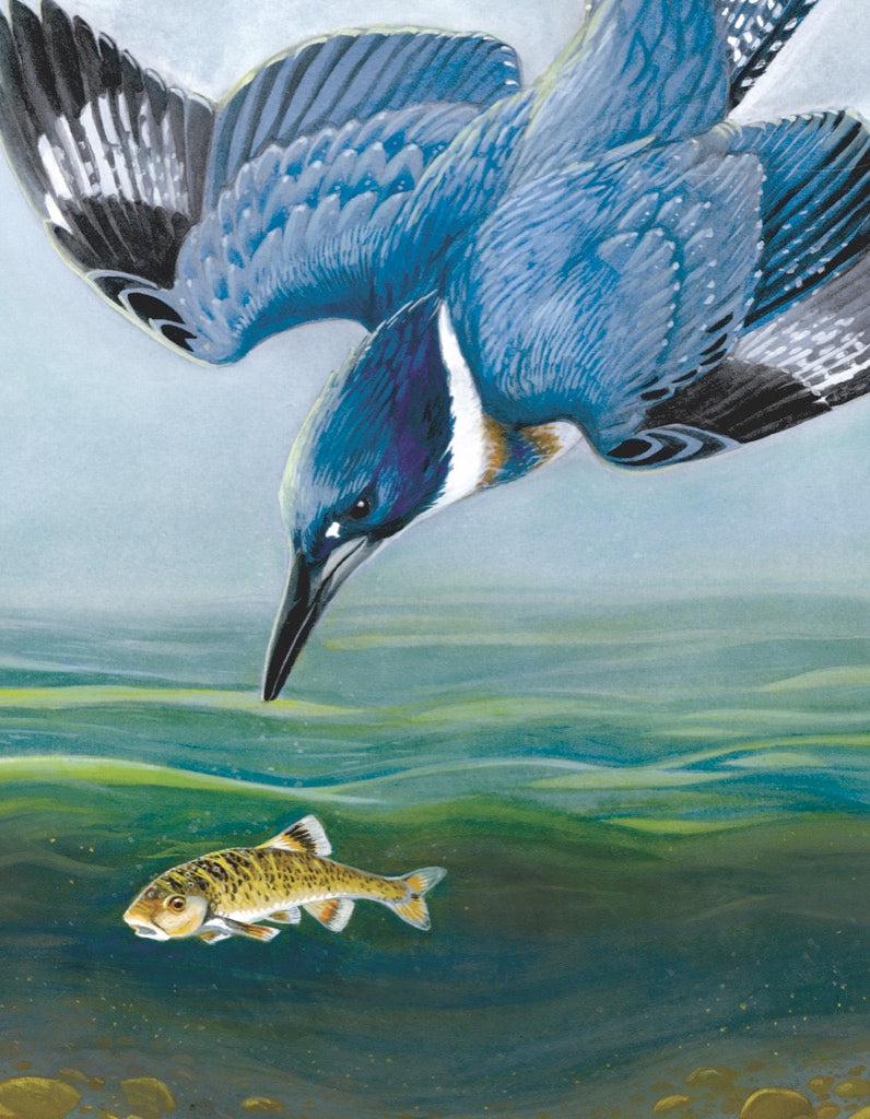 Illustrated Belted Kingfisher Mini puzzle design