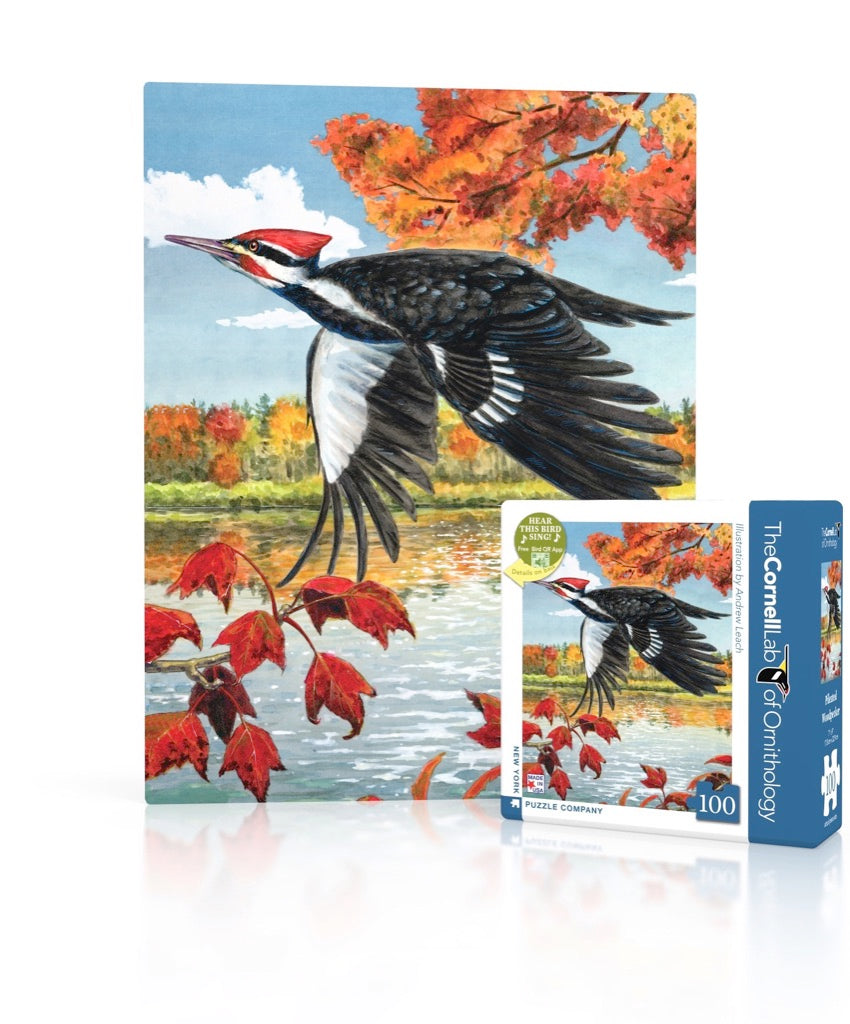 Pileated Woodpecker Mini puzzle box and illustrated design