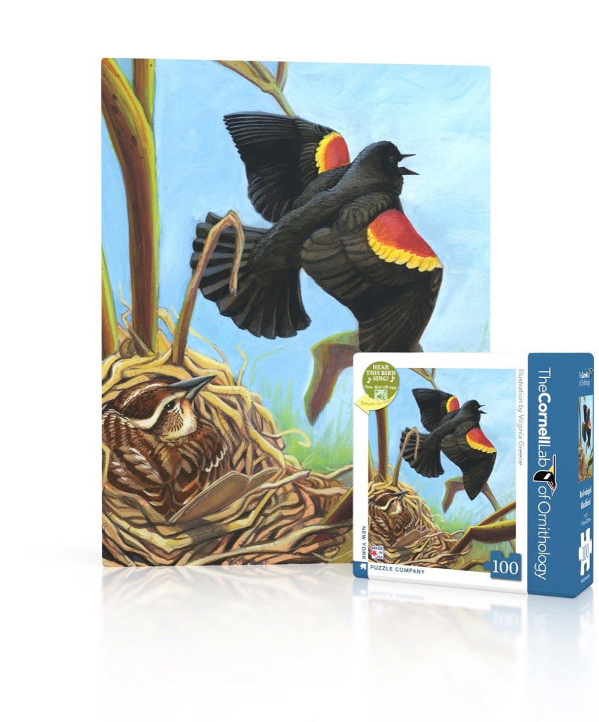 Red-winged Blackbird Mini puzzle box and illustrated design