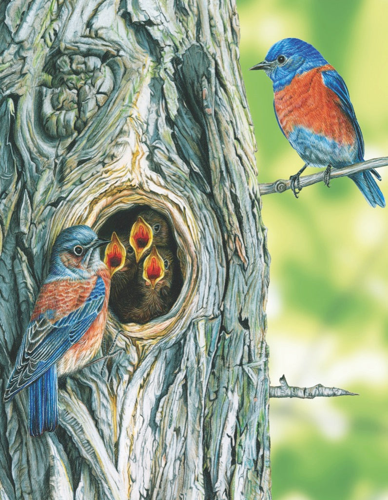 Illustrated Western Bluebird Mini puzzle design