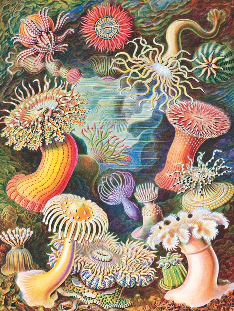 Illustrated Sea Anemones puzzle design