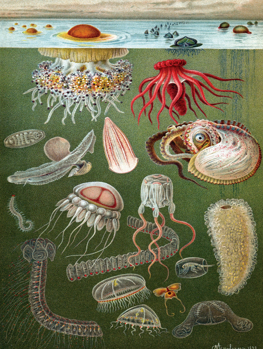 Illustrated Under the Sea puzzle design