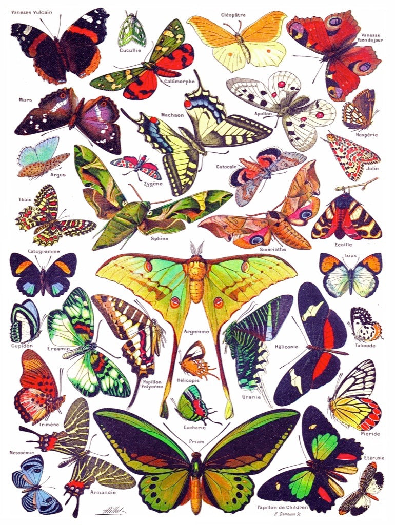 Illustrated Butterflies ~ Papillons puzzle design