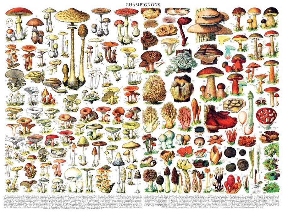Illustrated Mushrooms ~ Champignons puzzle design