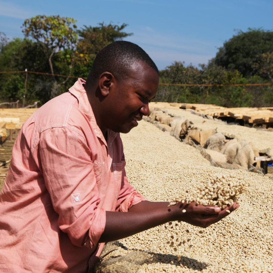 A person examining coffee on a drying bed