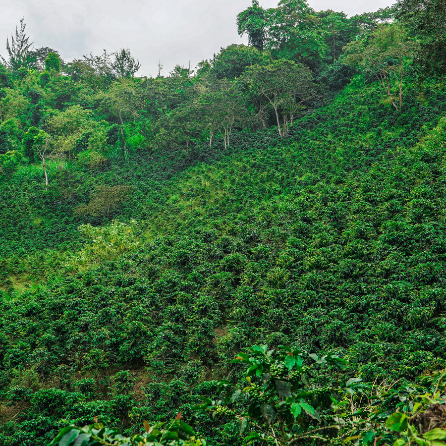 Green coffee-growing hillside in the Peru Atahualpa image gallery