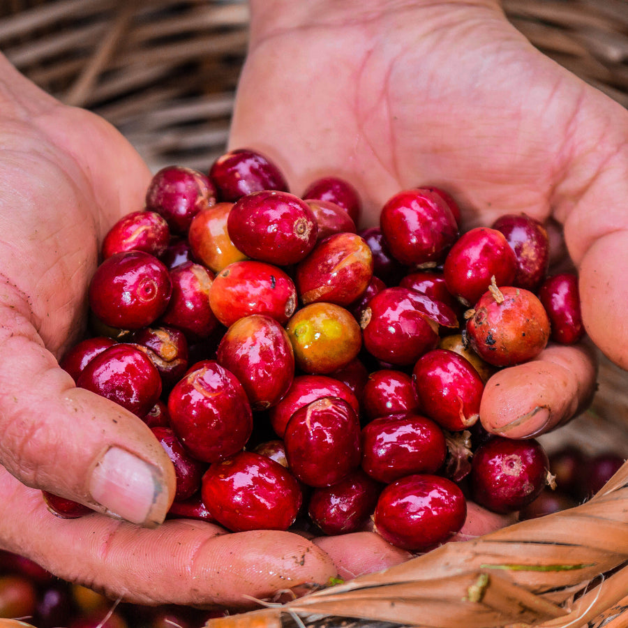 Hands holding harvested red coffee cherries