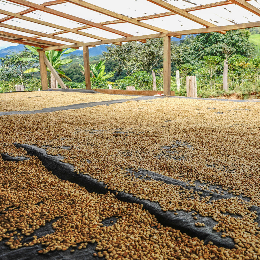Coffee drying under a covered structure in the Peru Atahualpa image gallery