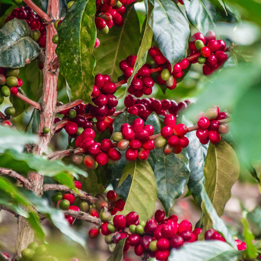 Ripe coffee cherries growing on a branch