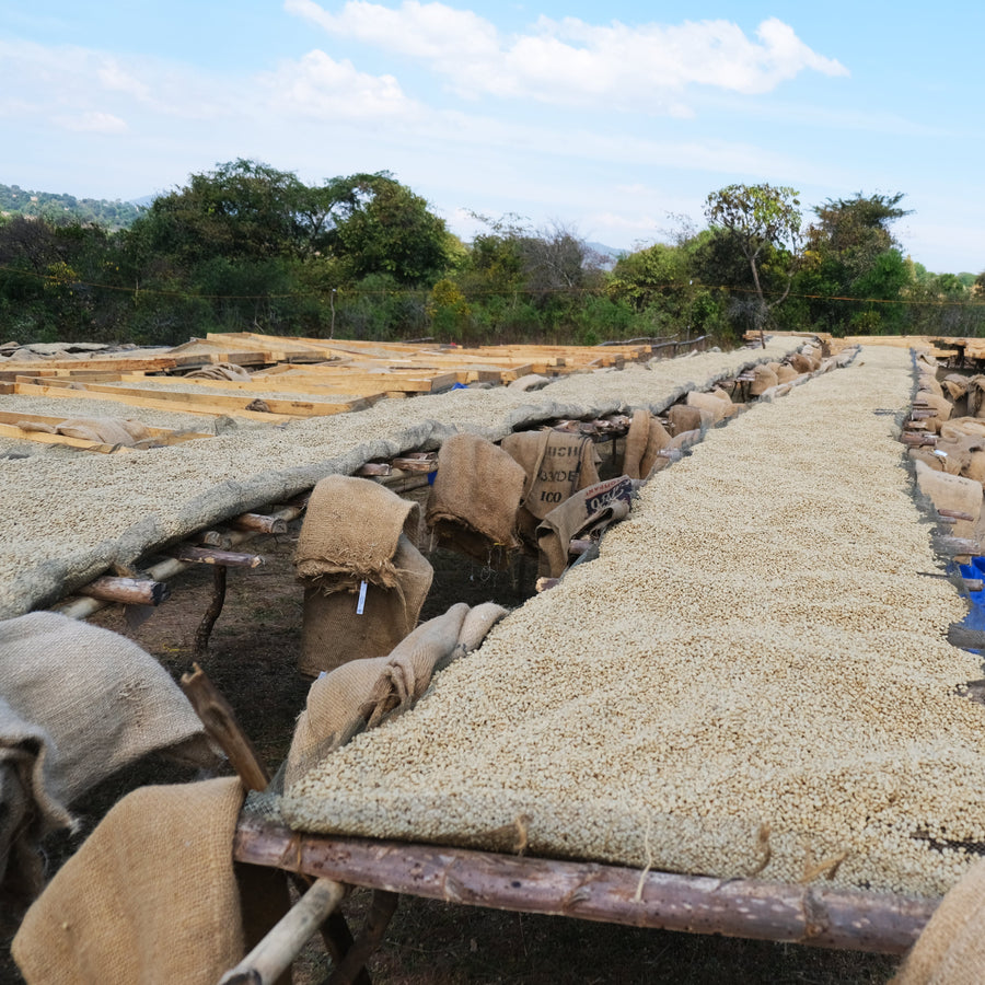 Coffee drying on raised beds in the Sumatra Gayo image gallery
