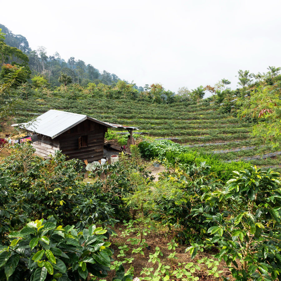 Coffee-growing hillside in the Sumatra Mandheling image gallery