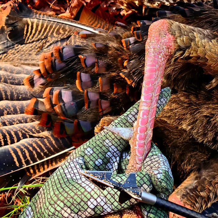Turkey hunting gear with a Turkey Spur broadhead