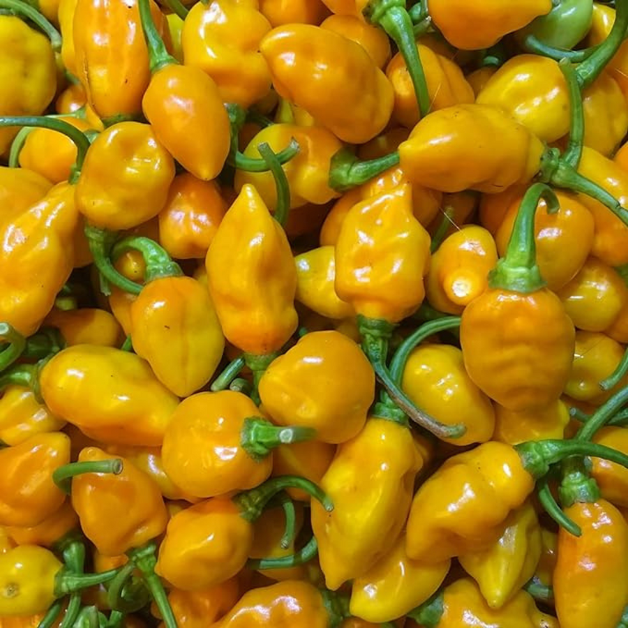 Matanzas Datil Pepper Roasted Cashews — snack product photograph 3