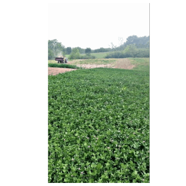 Xtream Perennial