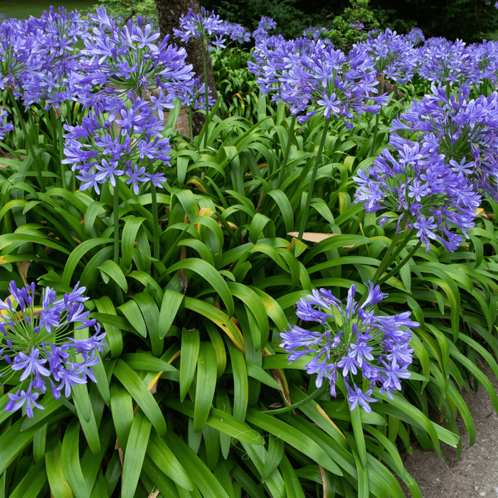 African Lily