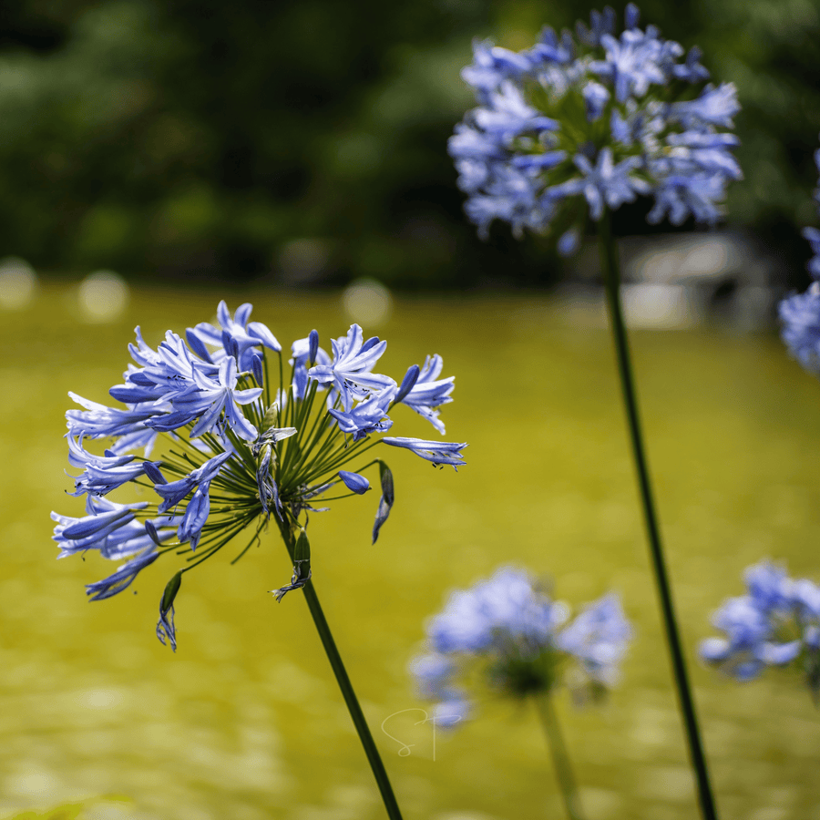 African Lily