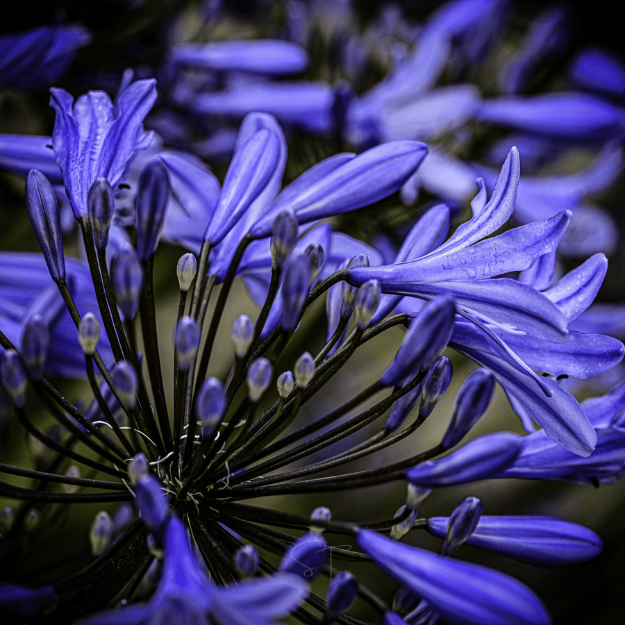African Lily