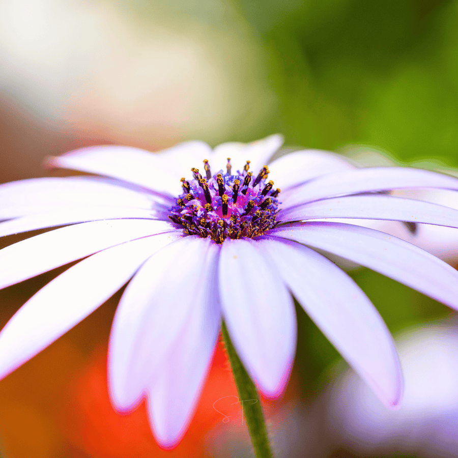 African White Daisy – 25 Seeds