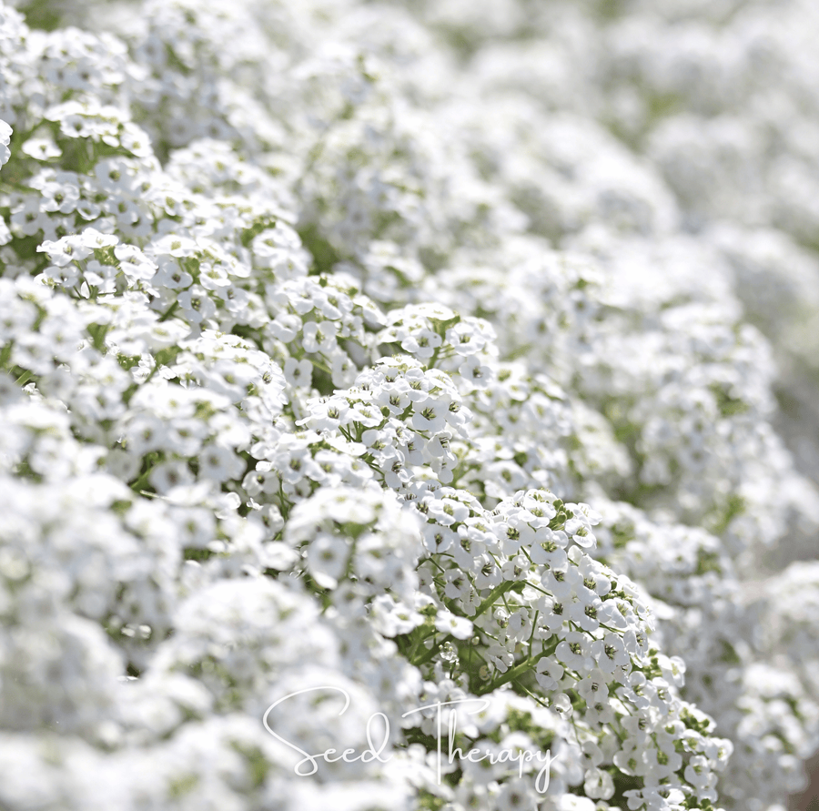 Carpet of Snow Sweet Alyssum – 250 Seeds