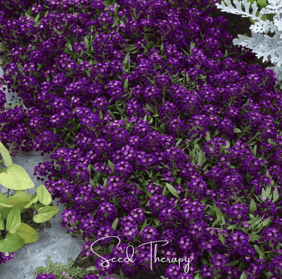 Oriental Nights Alyssum – 100 Seeds