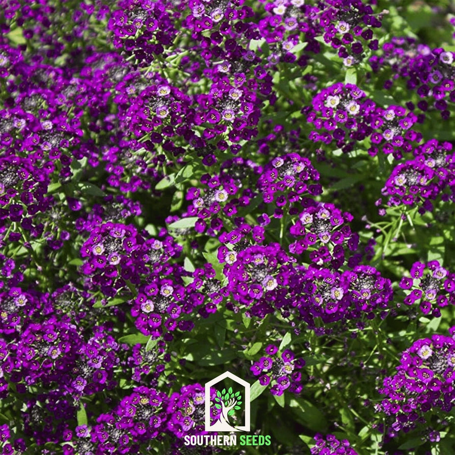 Oriental Nights Alyssum – 100 Seeds