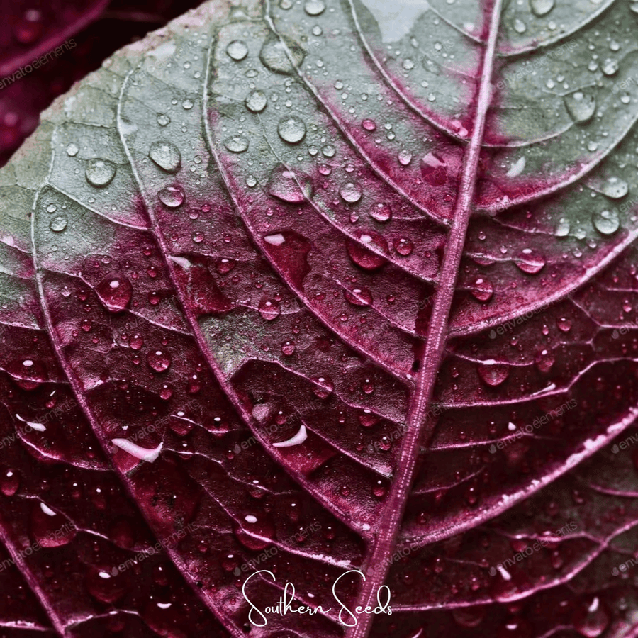 Midnight Red Amaranth