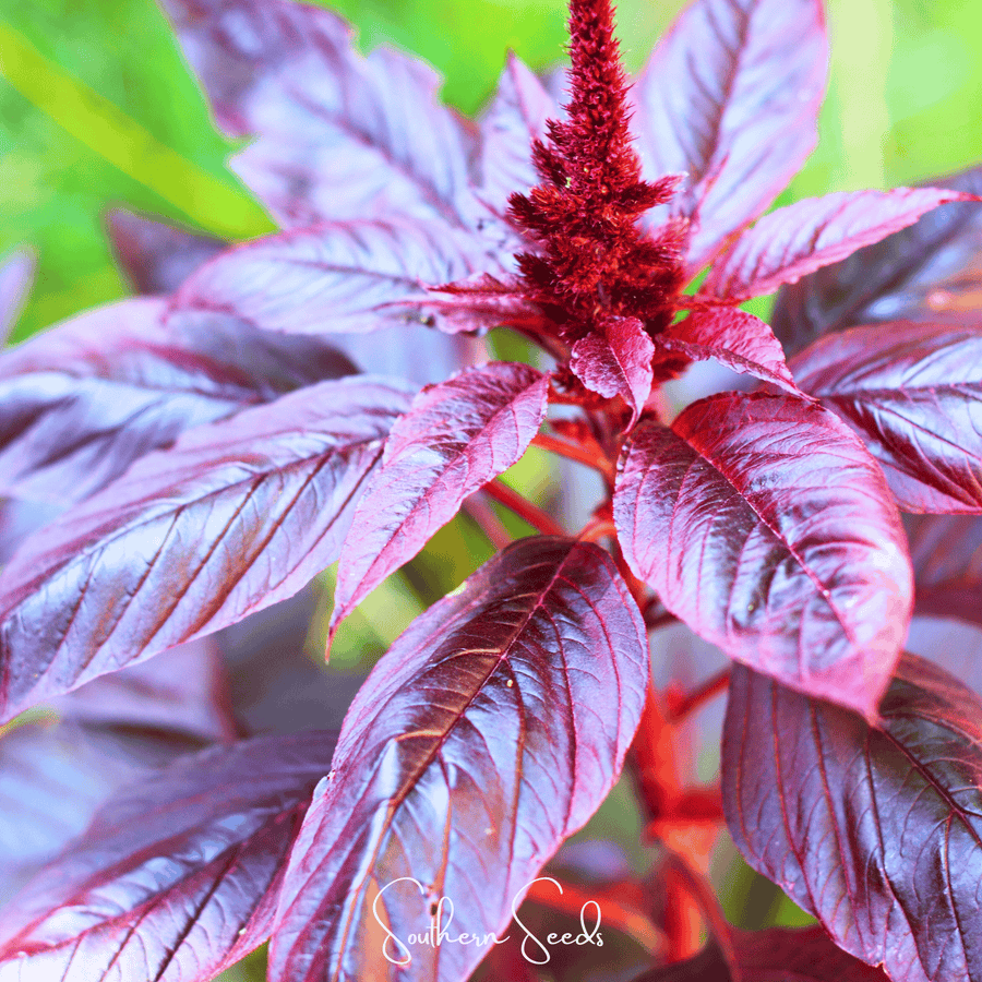 Midnight Red Amaranth