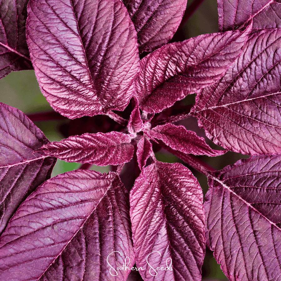 Midnight Red Amaranth