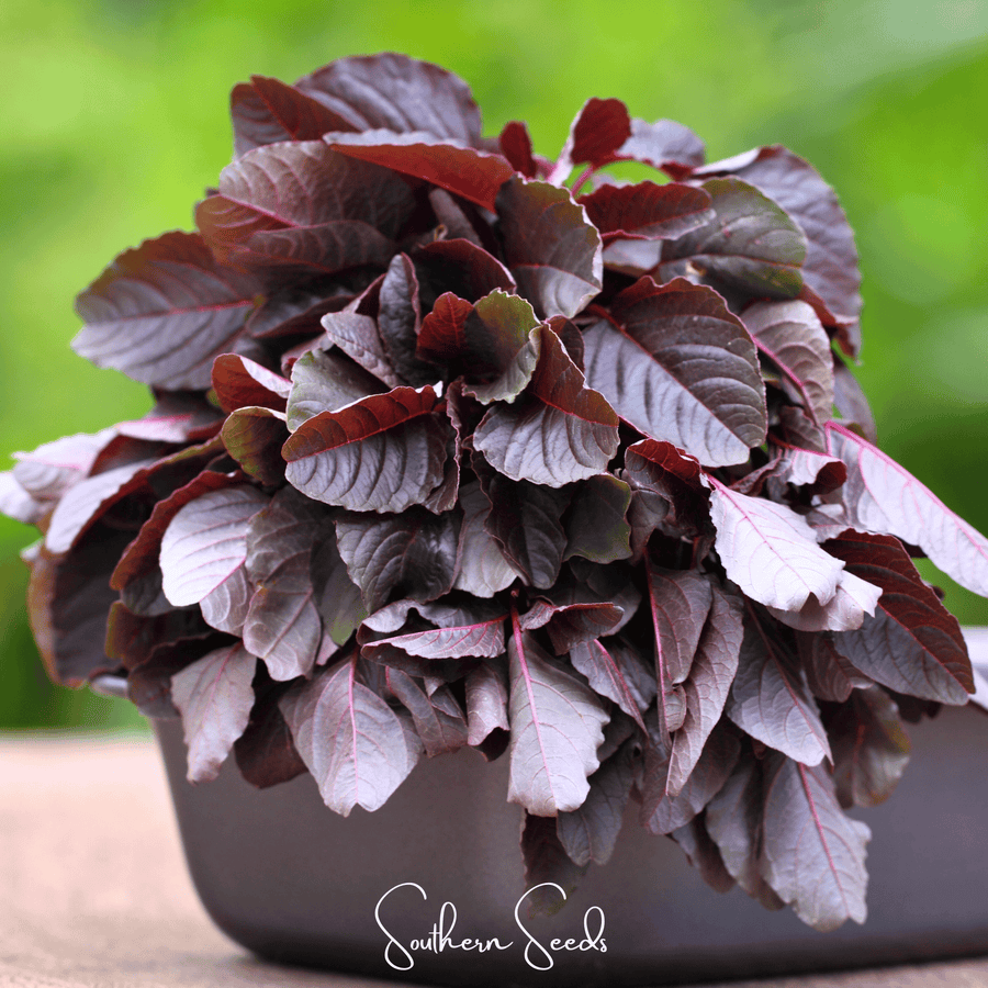Midnight Red Amaranth